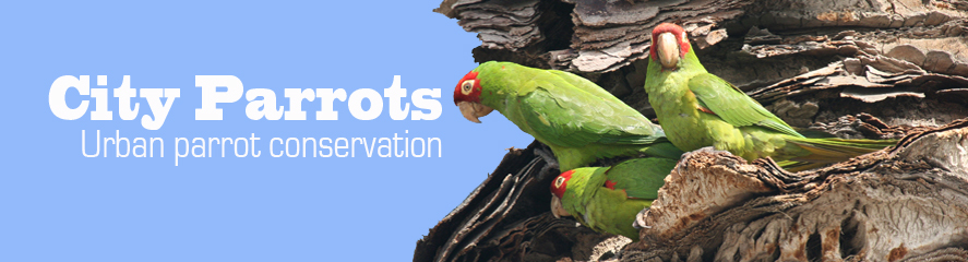 City Parrots